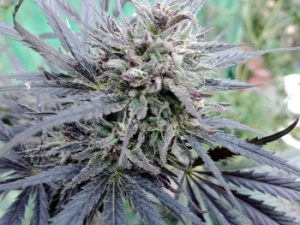 Affordable indica and sativa seeds for sale at Kine Bank